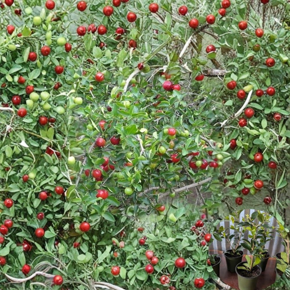 Barbados Cherry Tree – Acerola Live Plant in 4” Pot | Malpighia Emarginata Organic | Fast Fruiting Tropical Fruit Plant