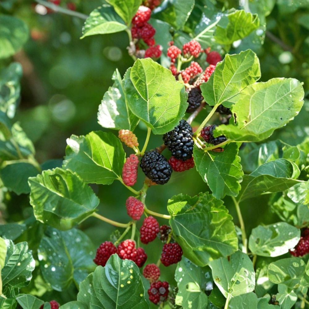 Dwarf Everbearing Mulberry – Morus nigra Live Starter Plants | 2–3 Inches Tall | Includes Tray Pots Sweet Berry Fruit Tree | Patio & Container Friendly | Easy to Grow