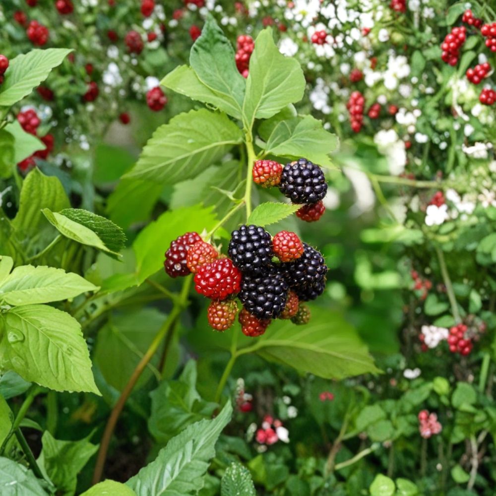 Triple Crown Thornless Blackberry Plants – Rubus fruticosus Live Starters | Set of 2 | 4–6 Inches Tall | Large Sweet Berries | Rooted Plants No Pot