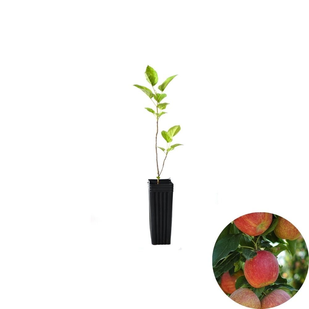 Apple Tree – Malus domestica Live Potted Tree | 12–23+ Inches Tall | Starter Fruit Tree | Backyard Orchard Plant