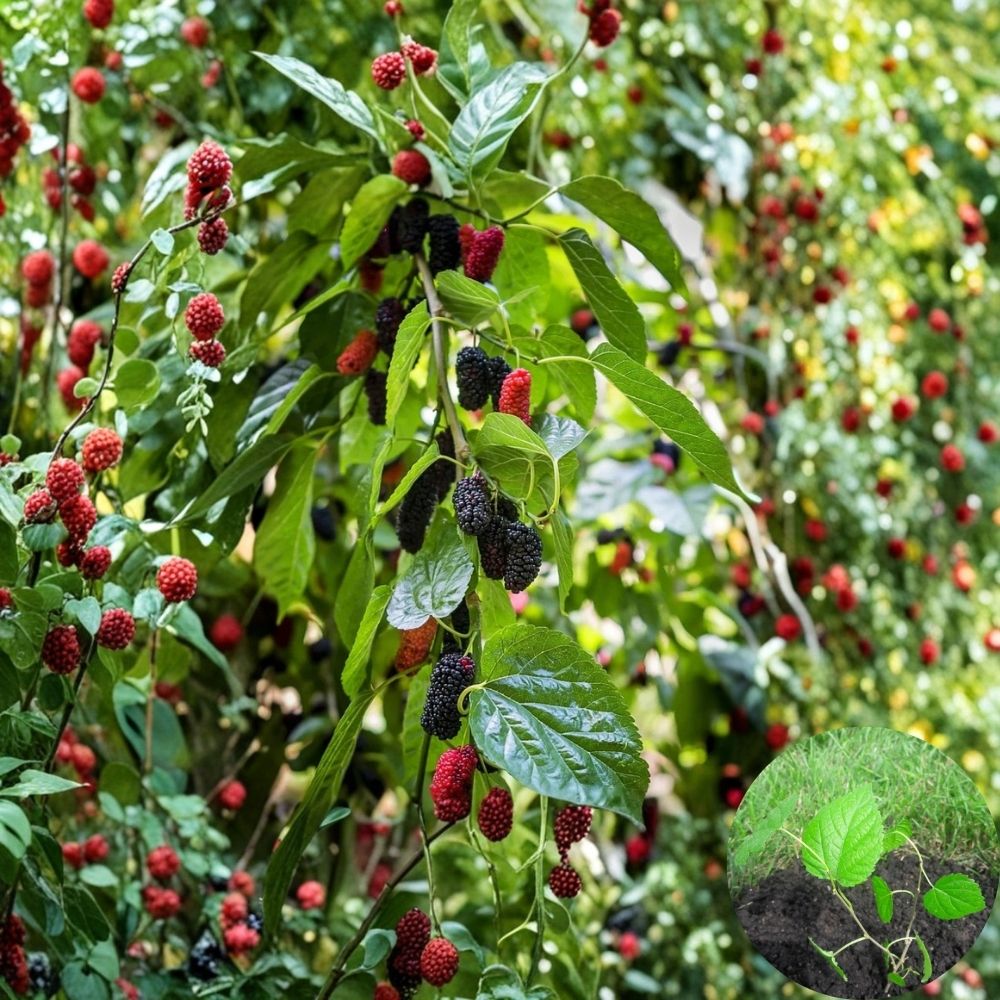 Dwarf Everbearing Mulberry – Morus nigra Live Seedlings | 4–6 Inches Tall | Rooted Plants – No Pot Sweet Berry Fruit Tree | Patio & Backyard Friendly | Easy to Grow