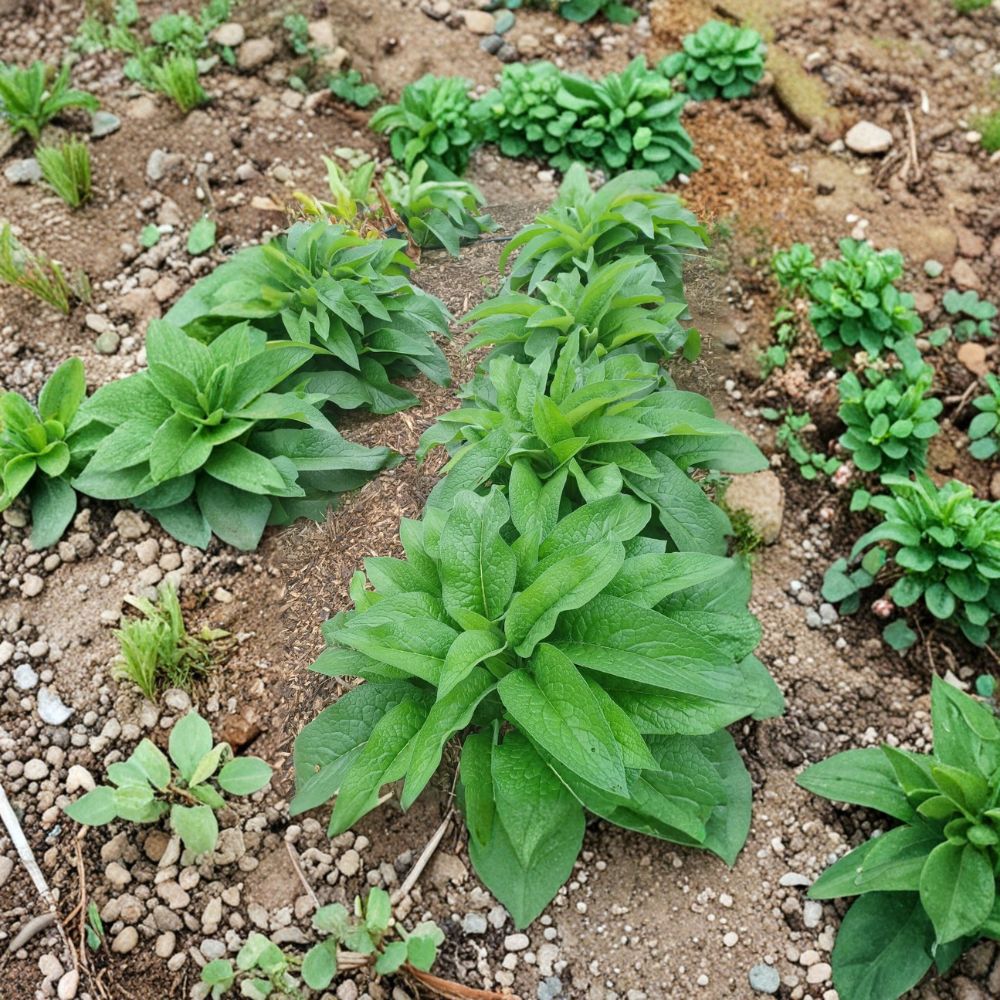Russian Comfrey Root Cuttings – 10 Bocking 14 Rhizomes | Symphytum uplandicum | Organic Live Roots | Permaculture Plant | Garden Fertilizer Plant
