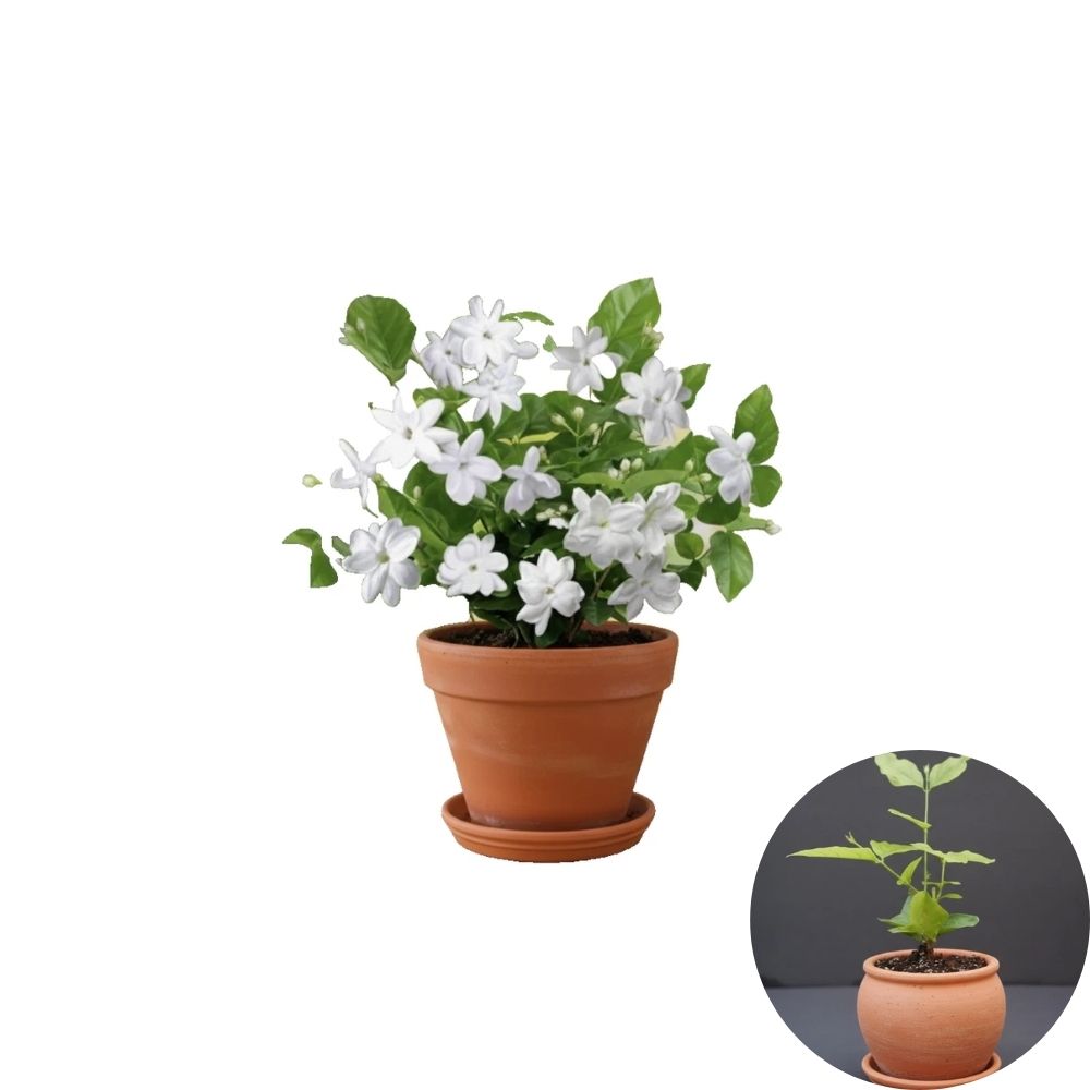 Arabian Jasmine Plant – Jasminum sambac Live Rooted Starter | Maid of Orleans Variety | Fragrant White Blooms | Indoor or Patio Plant