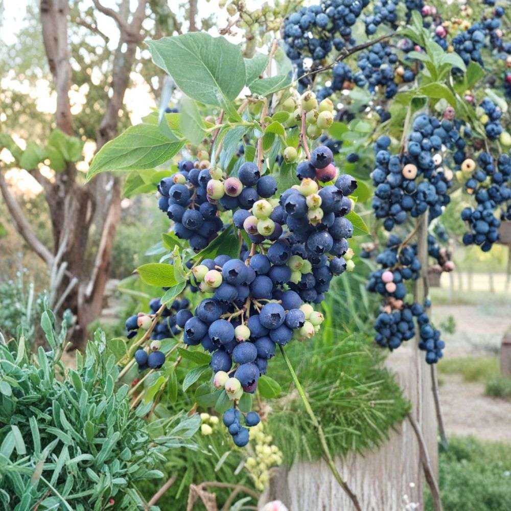 Windsor Blueberry Plants – Vaccinium corymbosum Live Starter Set | 2 Plants | 4–6 Inches Tall | Bare Root Berry Bushes