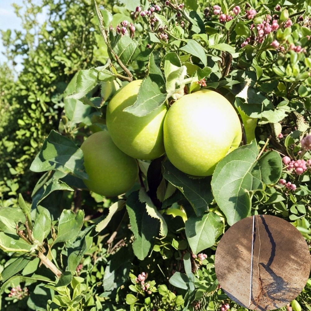 Mutsu Crispin Apple Trees – 18–24 Inch Bare Root Plants | Sweet Tart Apple Variety | Spring Bloom Fruit Trees | Backyard Orchard Starter