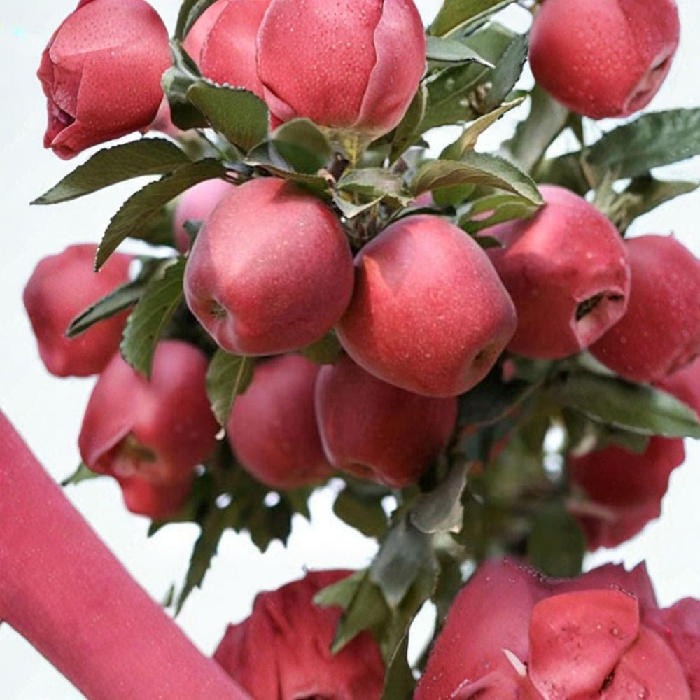 Red Delicious Apple Tree – Malus domestica Live Bare Root | 32 Inches Tall | M7 Rootstock | Classic Red Apple Tree
