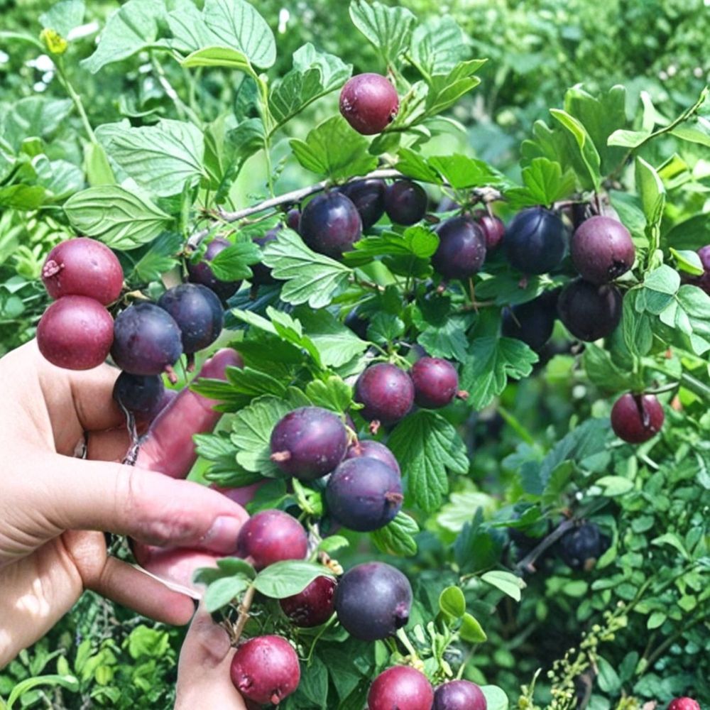 Negus Gooseberry Plant – Rare Live Berry Shrub | Sweet Blueberry-Like Flavor | Small Starter Plant | Hardy Edible Garden Fruit