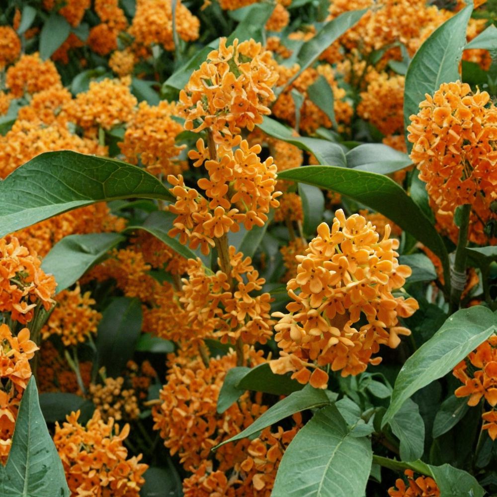 Apricot Echo Tea Olive – Osmanthus fragrans Live Plant | Rooted Starter in Pot | Fragrant Sweet Olive | Evergreen Garden Shrub