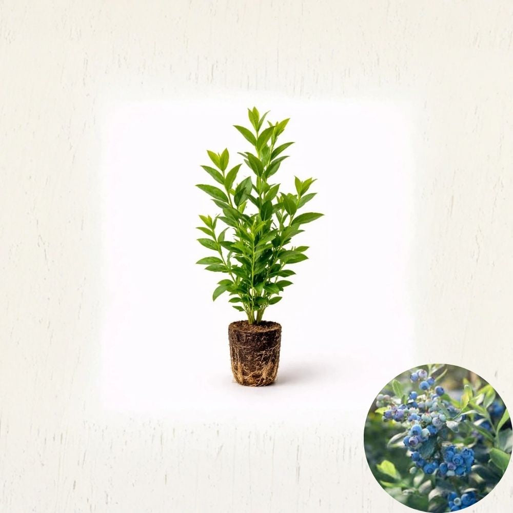 Legacy Blueberry Plants – Vaccinium corymbosum Live Starter Plugs | Set of 2 Plants | Sweet Highbush Berry Bush | Home Garden Fruit Plant