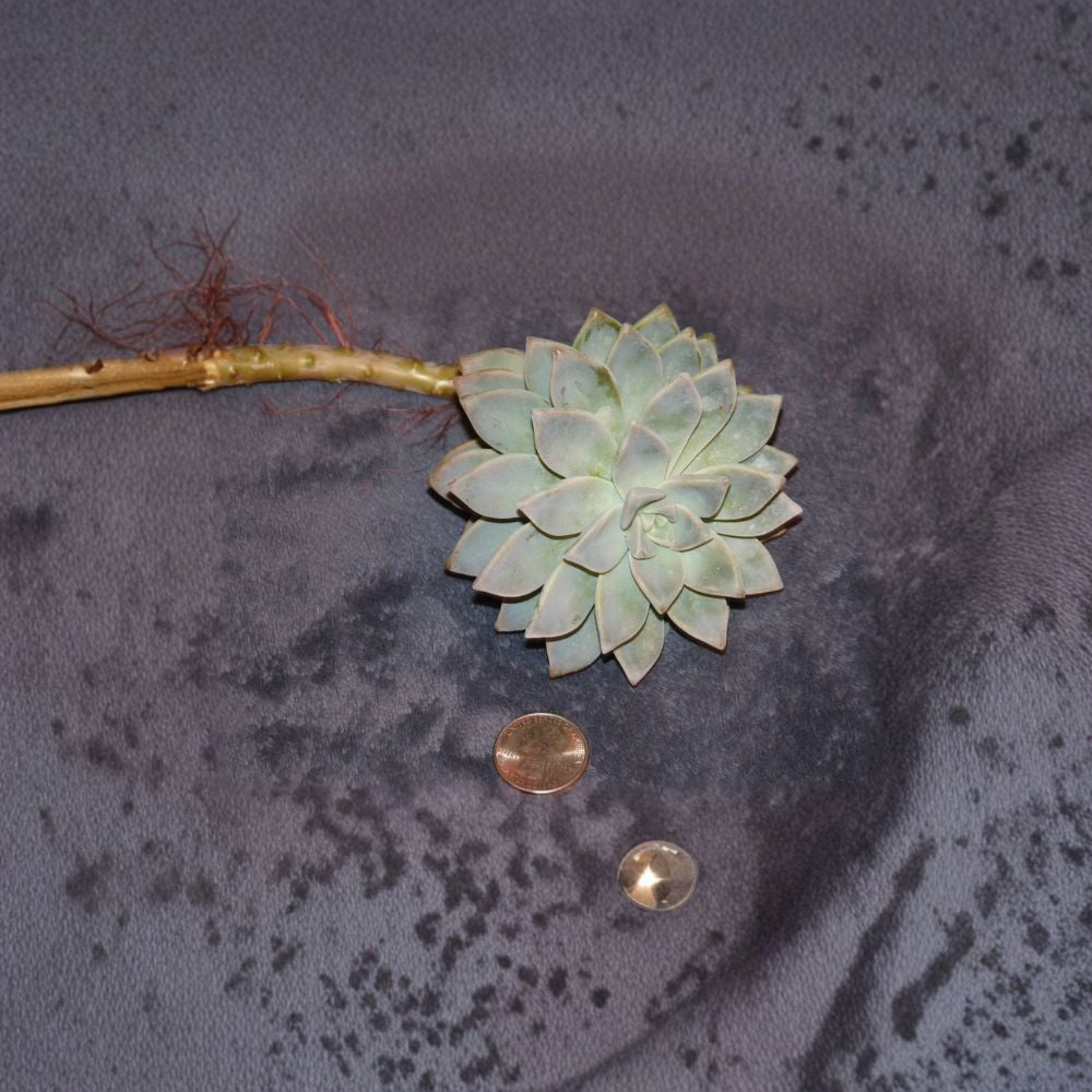 Ghost Plant Cutting – Graptopetalum Succulent 7–9 Inch | Trailing Succulent Cutting | Easy Propagation Plant | Rare Succulent