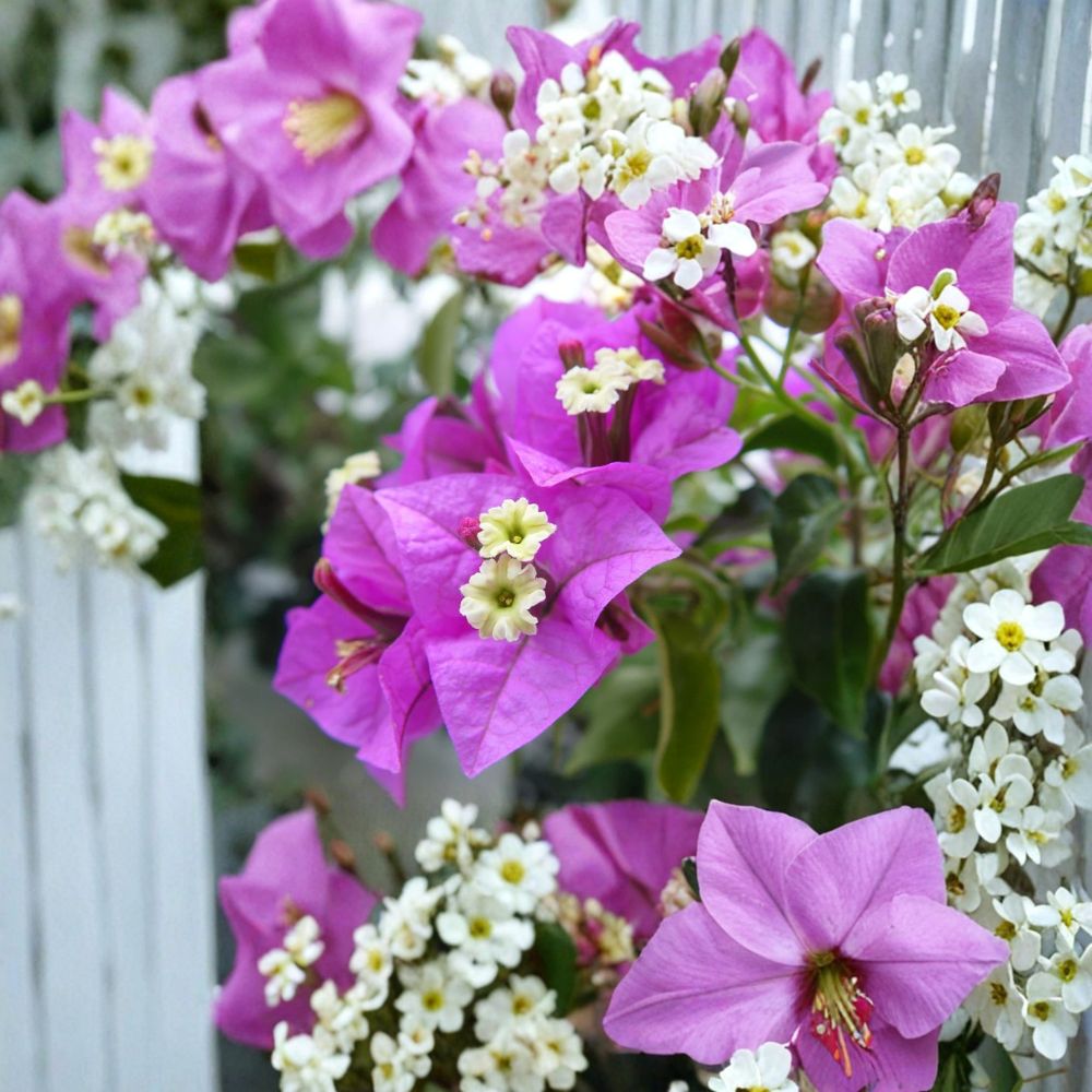 Blueberry Ice Bougainvillea – Bougainvillea ‘Blueberry Ice’ Live Starter Plant | 4–6 Inches Tall | Variegated Tropical Flowering Vine | Ships No Pot