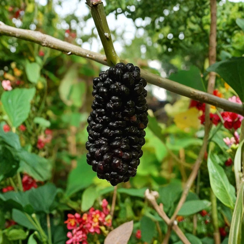 Black Mulberry Trees – Morus nigra Live Plants (2 Pack) | 1–2 Ft Tall | Sweet Edible Fruit Tree | Backyard Orchard Starter