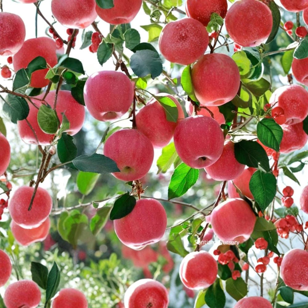 Japanese Fuji Apple Tree – Malus domestica Live Bare Root | 32 Inches Tall | M7 Rootstock | Sweet Crisp Fuji Apple