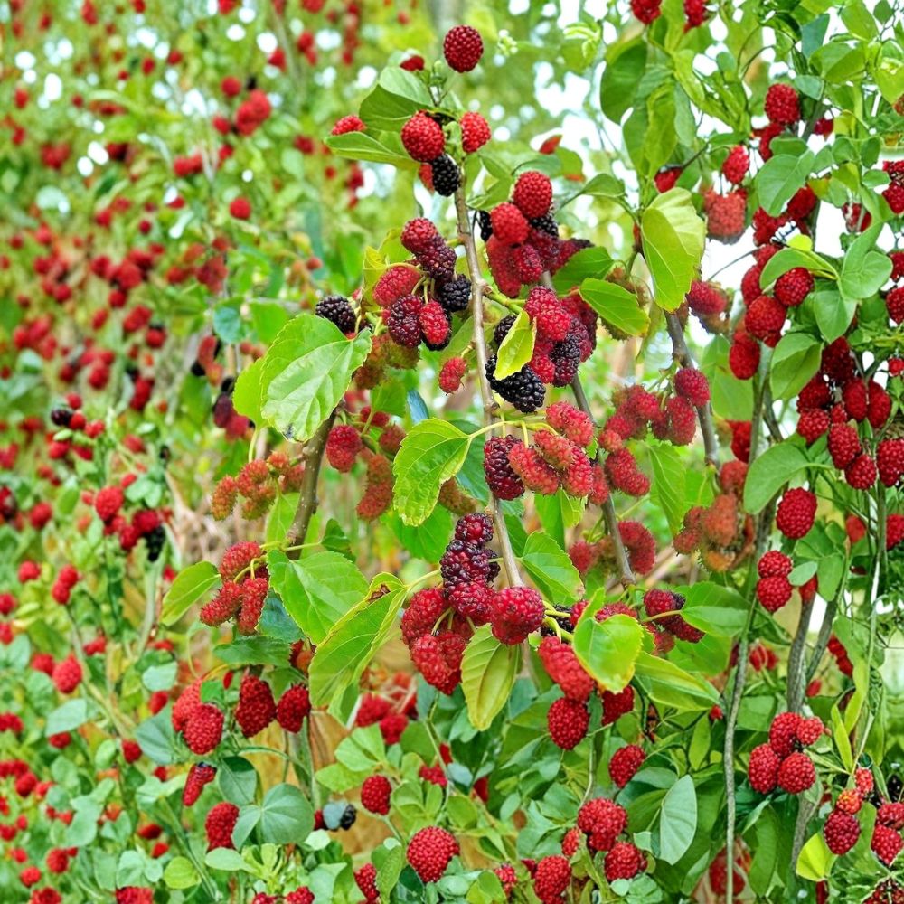 Red Mulberry Tree – Morus rubra Live Bare Root Plant | 16–24 Inches Tall | No Pot Included Native Sweet Fruit Tree | Backyard & Wildlife Friendly | Easy to Grow