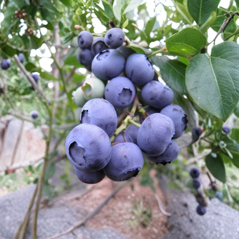 Snowchaser Blueberry Plants – Vaccinium corymbosum Live Starter Set | 3 Plants | Bare Root Starter Plugs | Early Harvest Berry Bush
