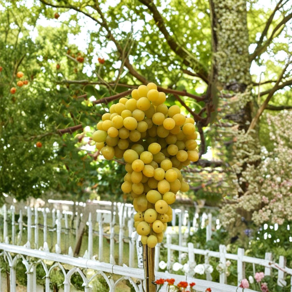 Cotton Candy Grape Cuttings – 2 Pack | Rare Sweet Grape Vine | Hardwood Dormant Cuttings | Fruit Vine Starter