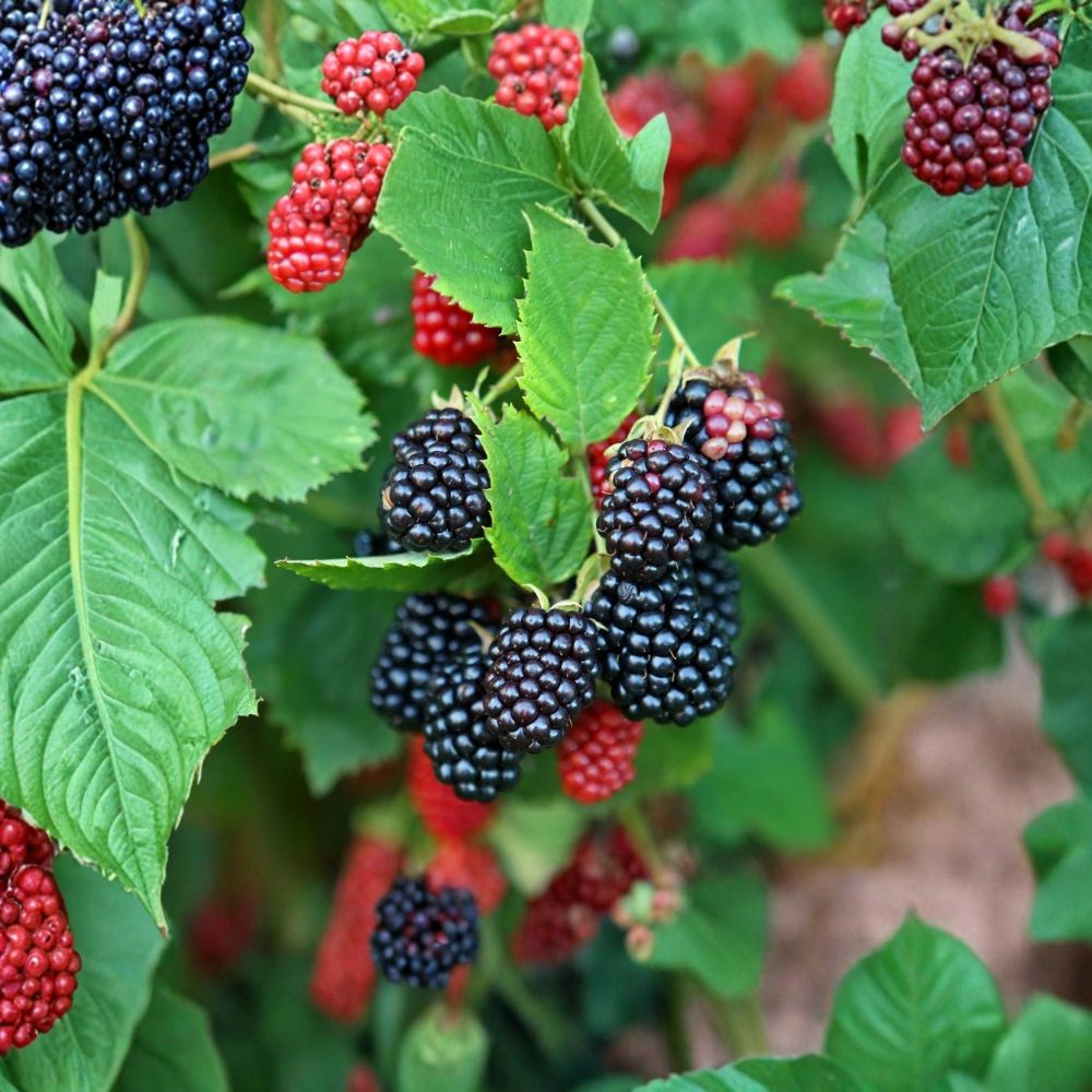Galaxy Blackberry Starter Plants – Rubus Live Thornless Berry Bush | Set of 3 Bare Root Plugs | 3–6 Inches Tall | Early Season Blackberry