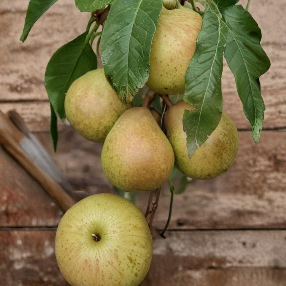 Josephine de Malines Pear – Pyrus communis 25+ Seeds for Planting | Fresh Seeds | FREE Shipping Rare Belgian Heirloom | Winter Dessert Pear | Backyard Orchard Starter