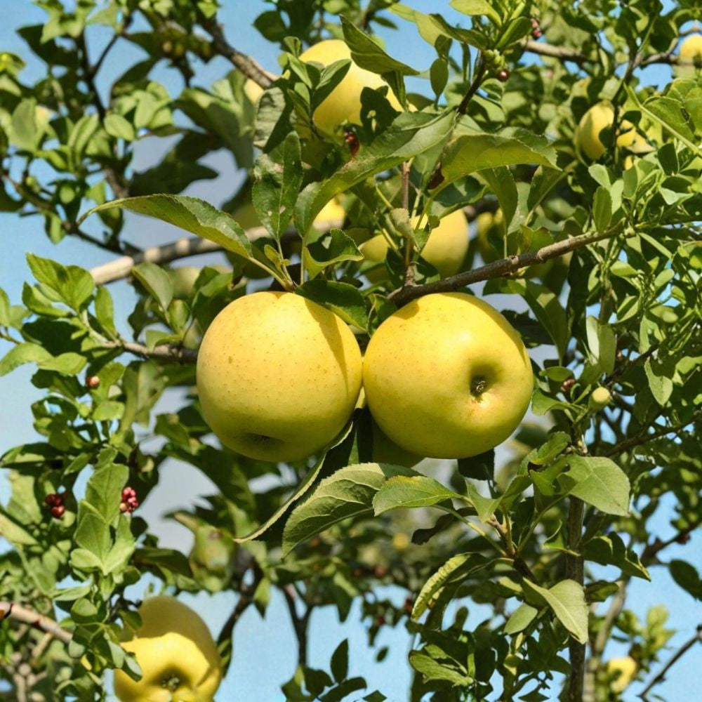 Golden Delicious Apple Tree – Malus domestica Live Bare Root | 32 Inches Tall | M7 Rootstock | Classic Sweet Apple Tree