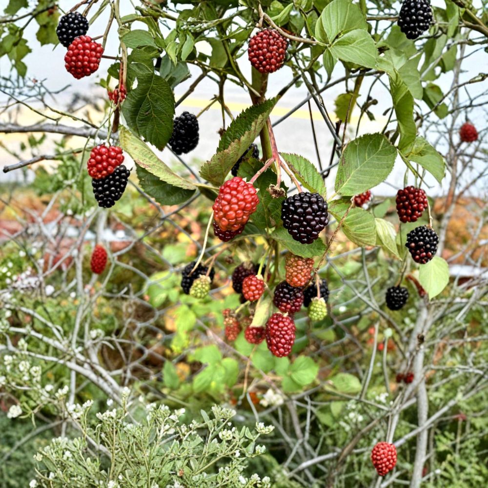 Big Daddy Thornless Blackberry Plant – Rubus Live Berry Bush | 10 Inches Tall | Large Sweet Berries | Easy Garden Fruit Plant