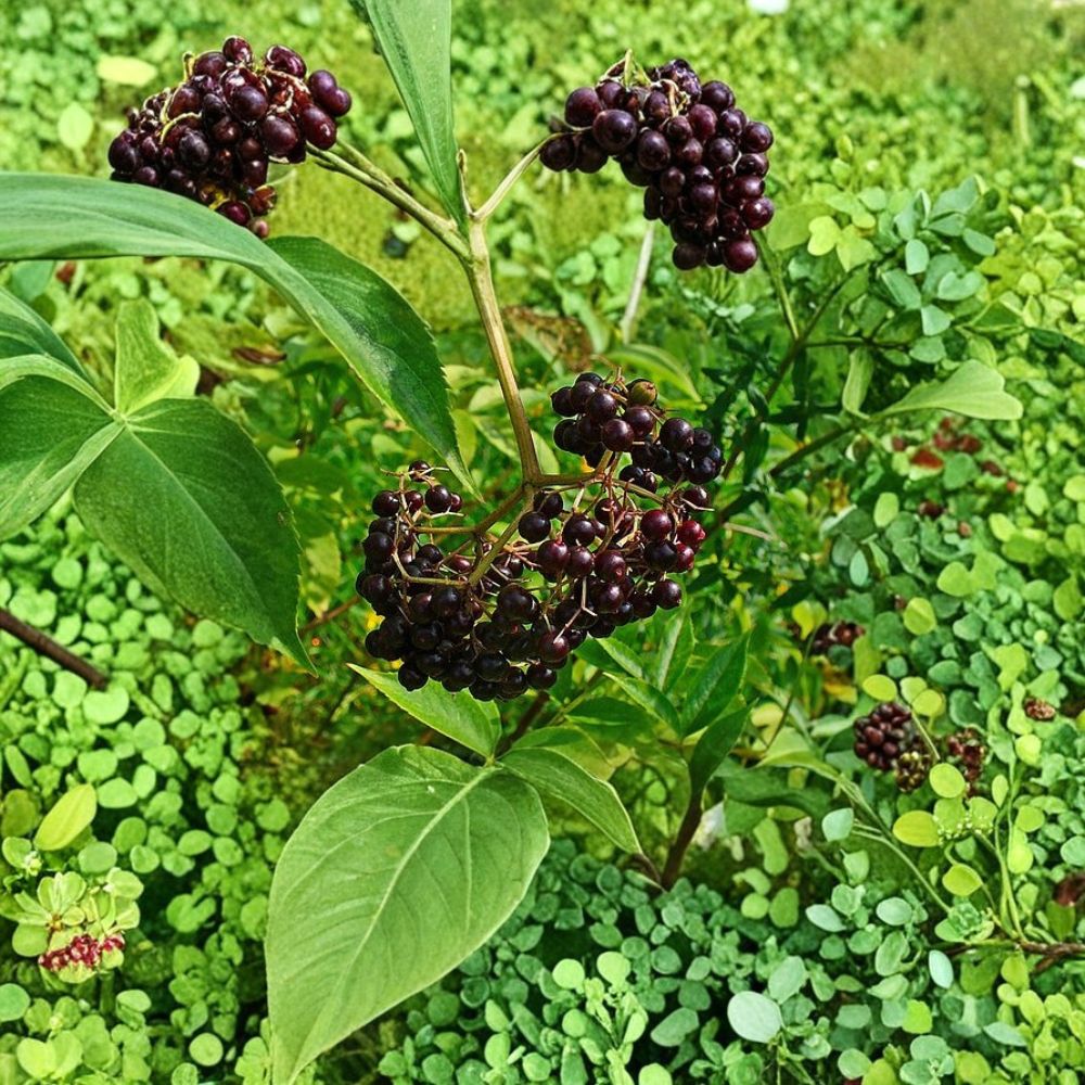 Elderberry Cuttings – 10 Sambucus Canadensis (Johns & Adams) + 3 Free Goji Berry Cuttings | 6–12 Inch Unrooted Fruit Plant | Easy to Grow