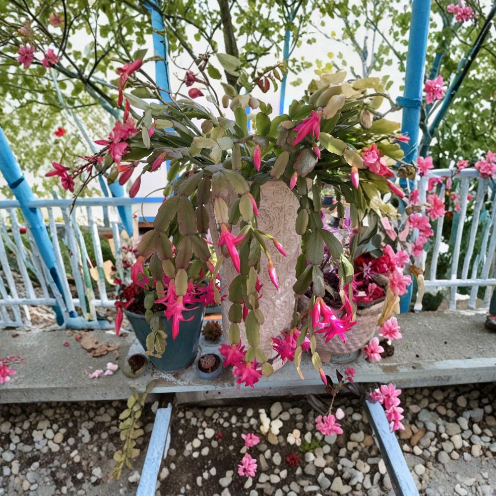 Christmas Cactus Schlumbergera Buckleyi – 3 Rooted Cuttings | True Old Fashioned Holiday Cactus | Blooming Succulent Houseplant