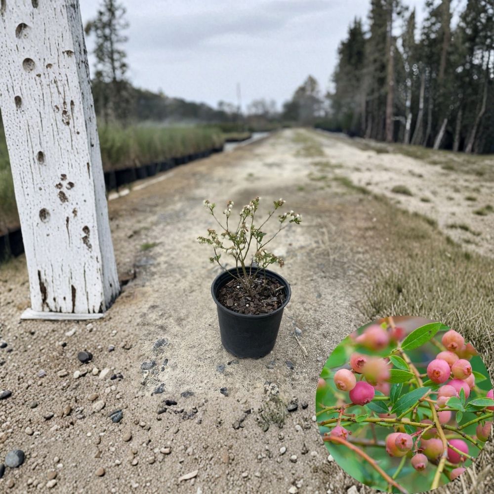 Pink Lemonade Blueberry Plant – Vaccinium Hybrid Live Berry Bush | 8–12 Inches Tall | Rare Pink Fruit | Rabbiteye Blueberry Garden Plant