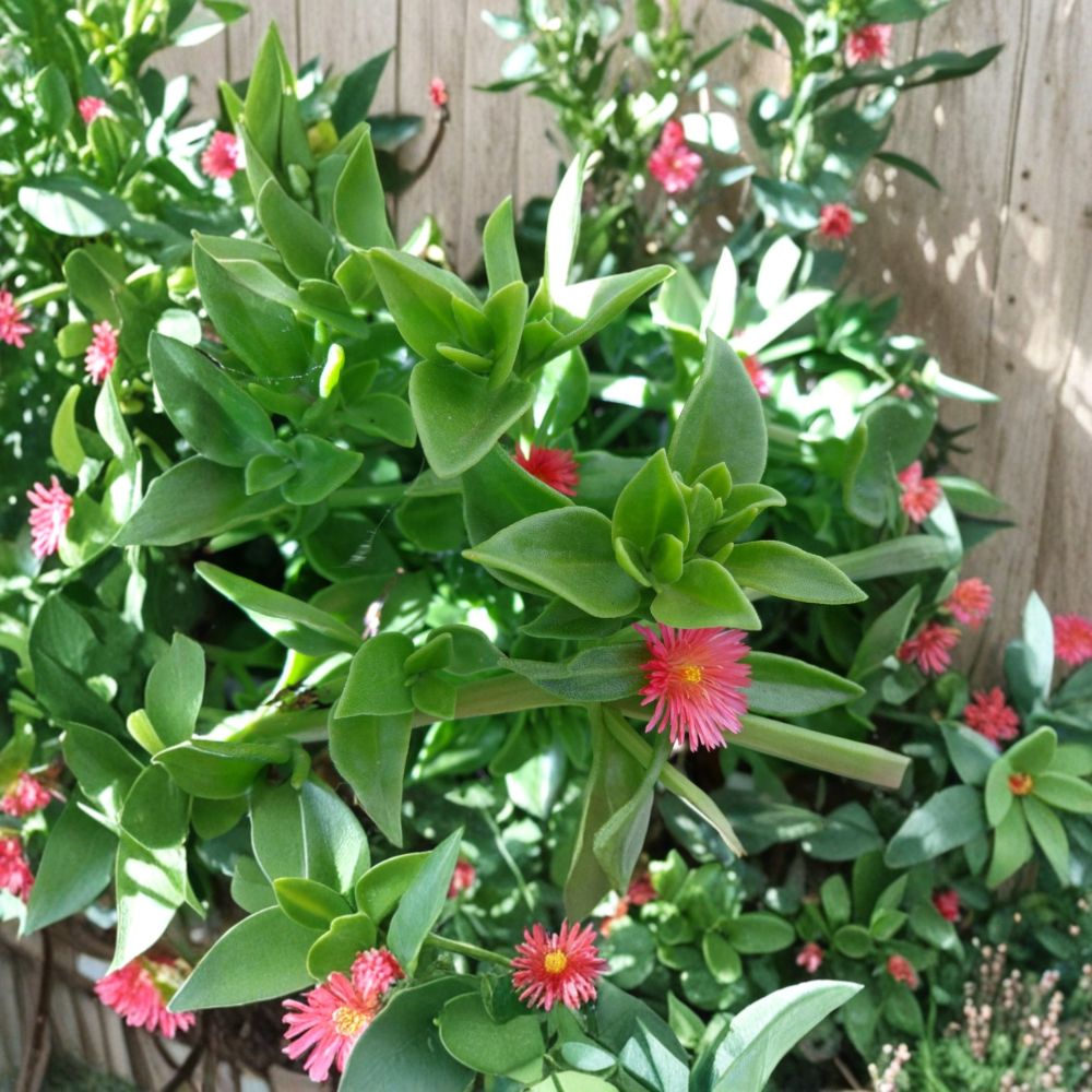 Aptenia Cordifolia Cuttings – 20 Pack Red/Pink Ice Plant | Baby Sun Rose Succulent 4–7 Inch Cuttings | Ground Cover Flowering Succulent