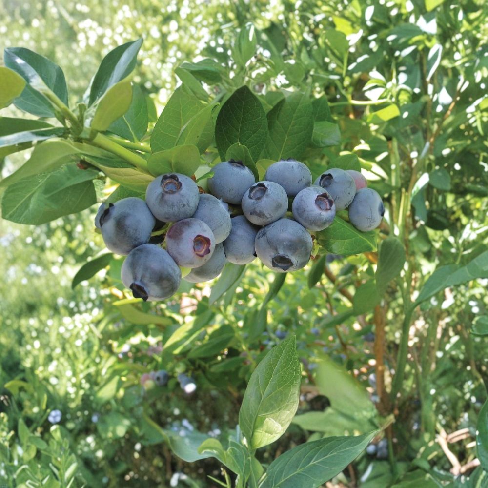 Rebel Blueberry Plants – Vaccinium corymbosum Live Starter Set | 3 Plants | 3–6 Inches Tall | Early Season Southern Highbush