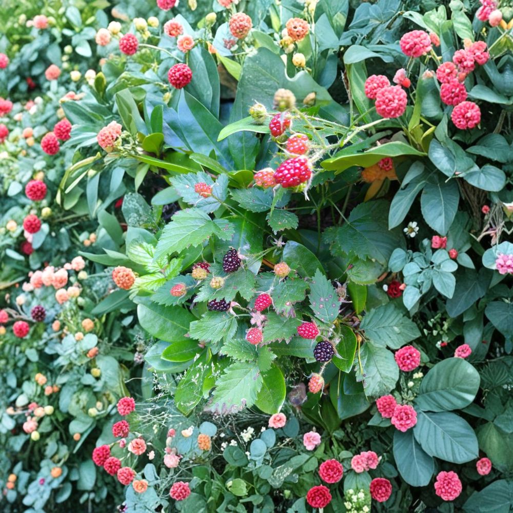 California Blackberry Plant – Rubus ursinus Live Bare Root | Pacific Trailing Blackberry | Native Edible Berry Plant | Wildlife & Pollinator Friendly
