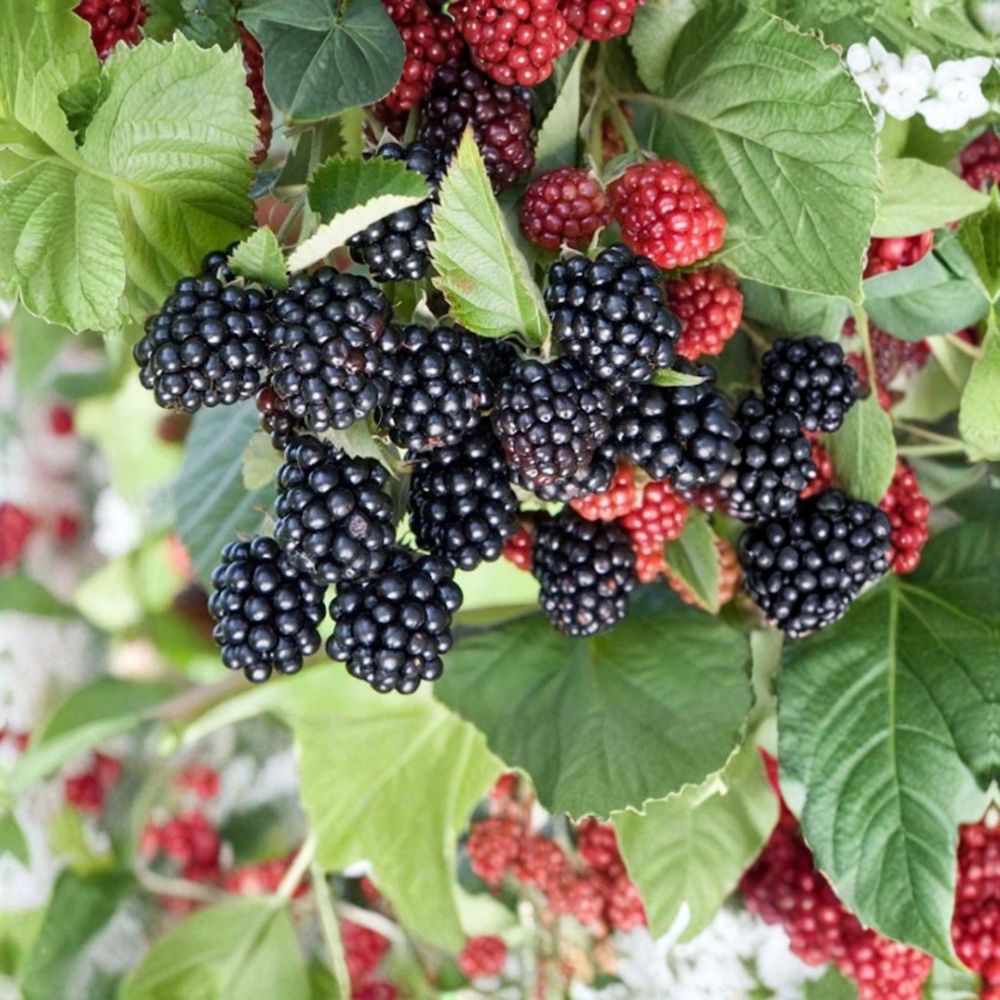 Chester Thornless Blackberry Plants – Rubus fruticosus Starter Plugs | Set of 5 | Sweet Firm Berries | Winter Hardy Variety | Bare Root