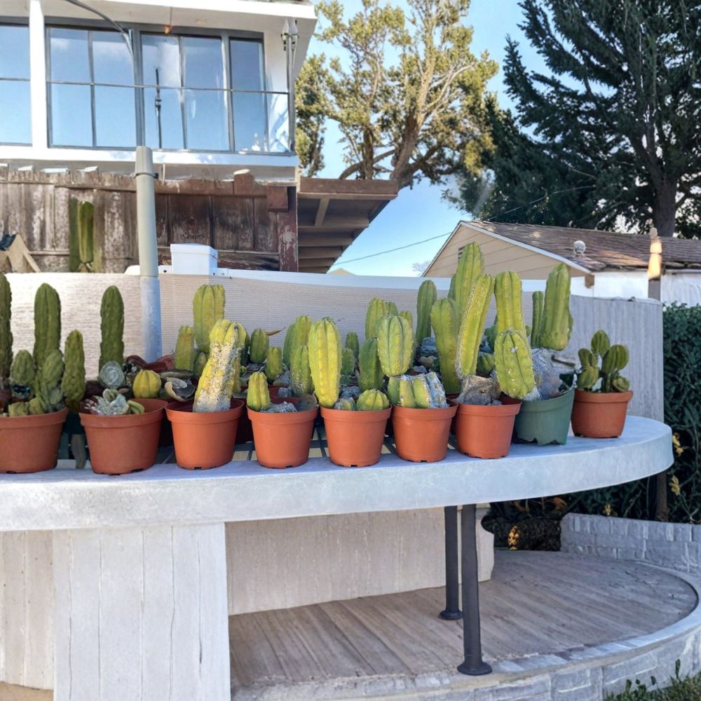 Echinopsis Cactus – Rooted Starter Plant in 3” Pot | Ornamental Desert Cactus | Easy Care & Fast Growing