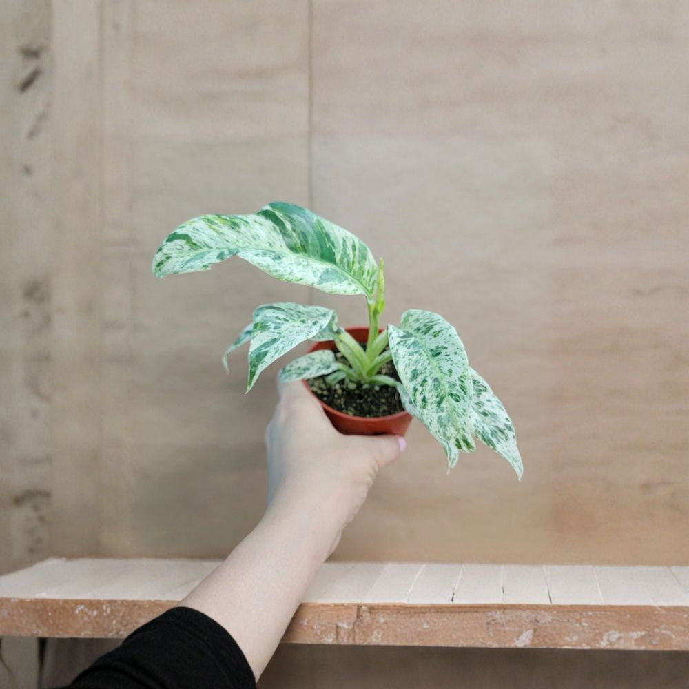 Marble Variegated Pothos – Epipremnum Aureum Live Plant 4” Pot | Rare Aroid Houseplant | Trailing Indoor Vine | Easy Care