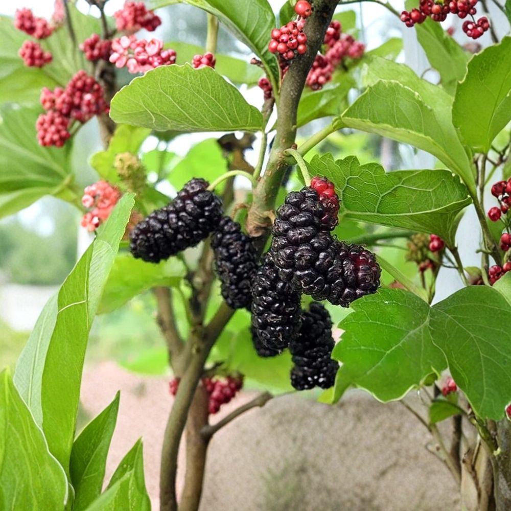 Illinois Everbearing Mulberry – Morus ‘Illinois Everbearing’ Live Seedlings | 4–8 Inches Tall | Rooted Plants – No Pot Sweet Berry Fruit Tree | Backyard & Orchard Friendly | Easy to Grow