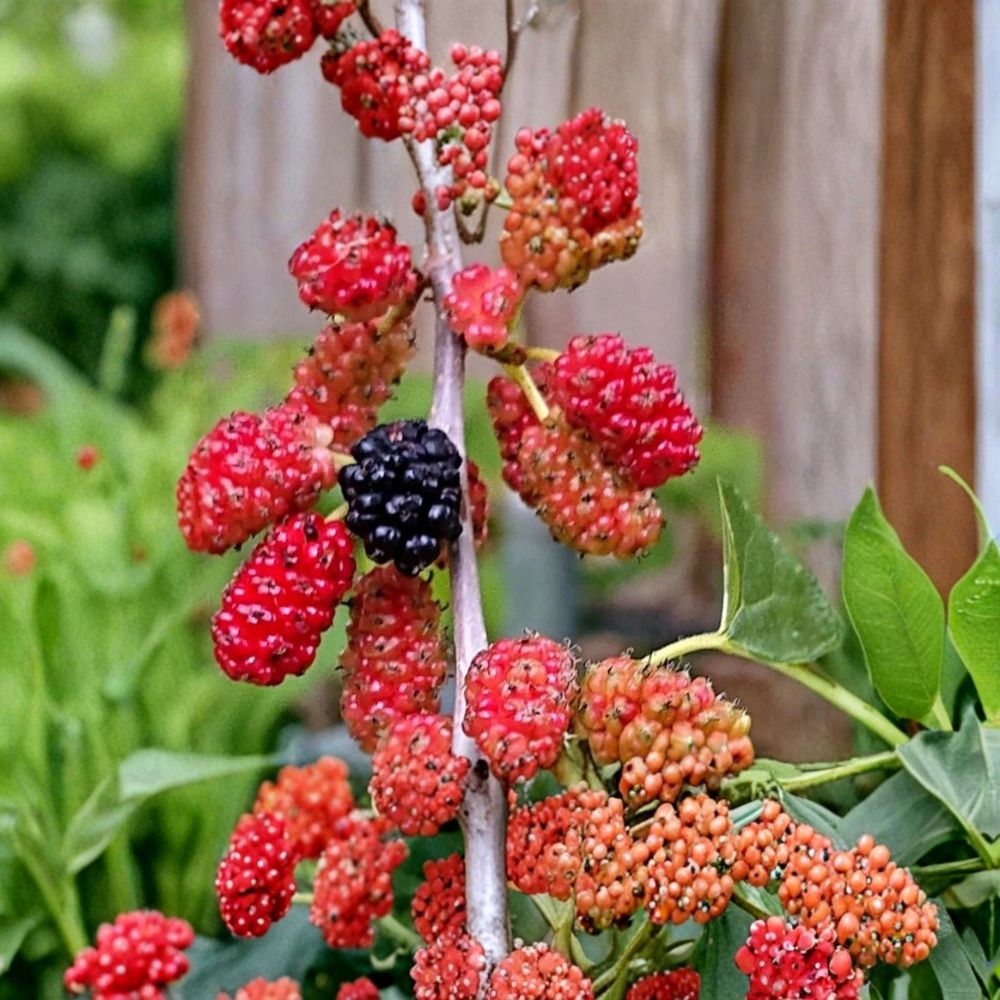 Red Mulberry Tree – Morus rubra Live Bare Root Plants | 16–24 Inches Tall | No Pot Included Native Sweet Fruit Tree | Backyard & Wildlife Friendly | Easy to Grow