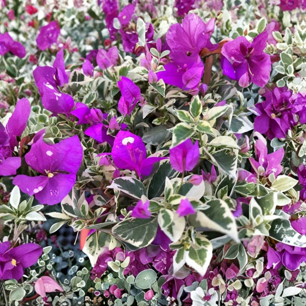 Blueberry Ice Bougainvillea – Bougainvillea Live Flowering Plant | 4–7 Inches Tall | Set of 2 Plants | Tropical Vine for Garden, Patio & Containers
