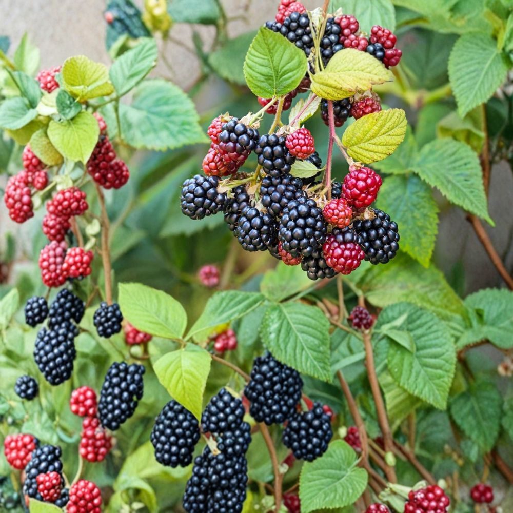 Southern Wild Blackberry Plants – Live Bare Root Berry Bushes | Set of 3 | 1–2 Ft Tall Wild Harvested | Edible Fruit Garden Plants