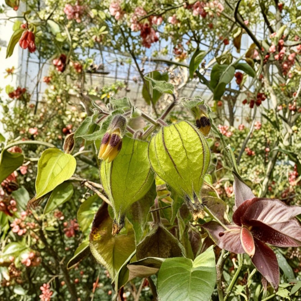 Giant Goldenberry Cuttings – Physalis peruviana | 6 Unrooted Cape Gooseberry Cuttings | Sweet Tropical Fruit Plant | Easy to Grow