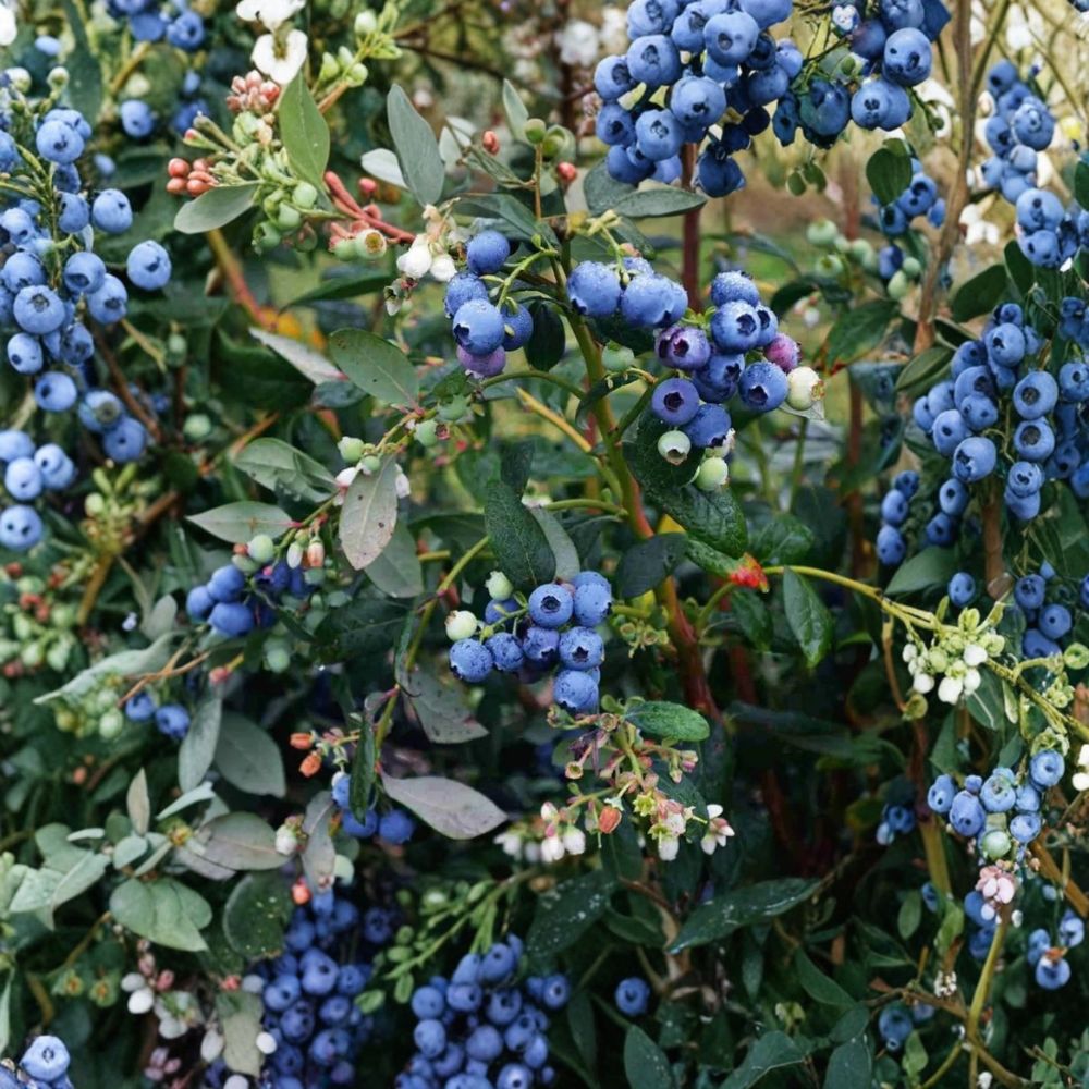 Emerald Blueberry Plant – Vaccinium corymbosum Southern Highbush | 4–7 Inches Tall | Sweet Berry Bush | Garden Fruit Plant