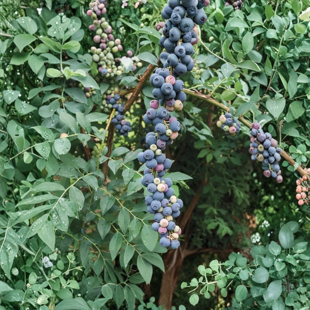 Elliott Blueberry Plants – Vaccinium corymbosum ‘Elliott’ Live Set | 3 Plants | 4–6 Inches Tall | Late Season Berry Bush