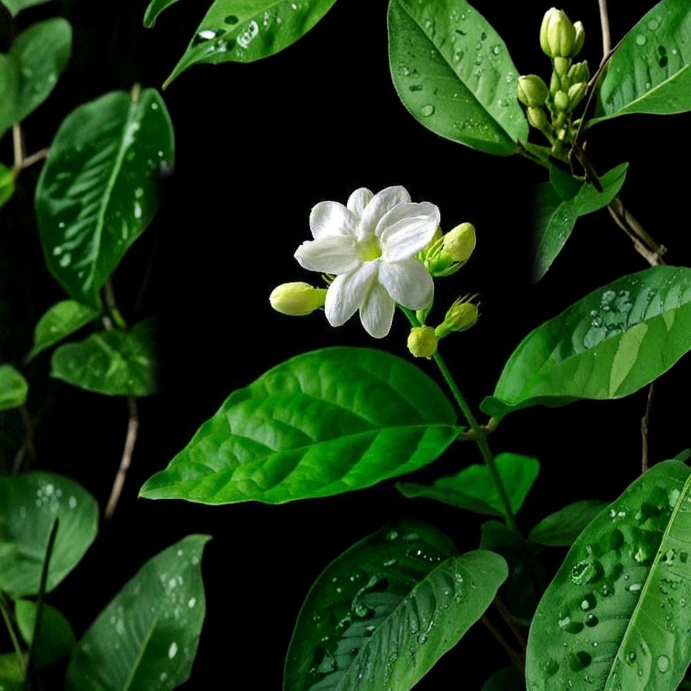 Night Blooming Jasmine Cuttings – Cestrum nocturnum Unrooted (6 Pack) | 4–6 Inch Fresh Cuttings | Fragrant Flowering Shrub | Tropical Garden Plant