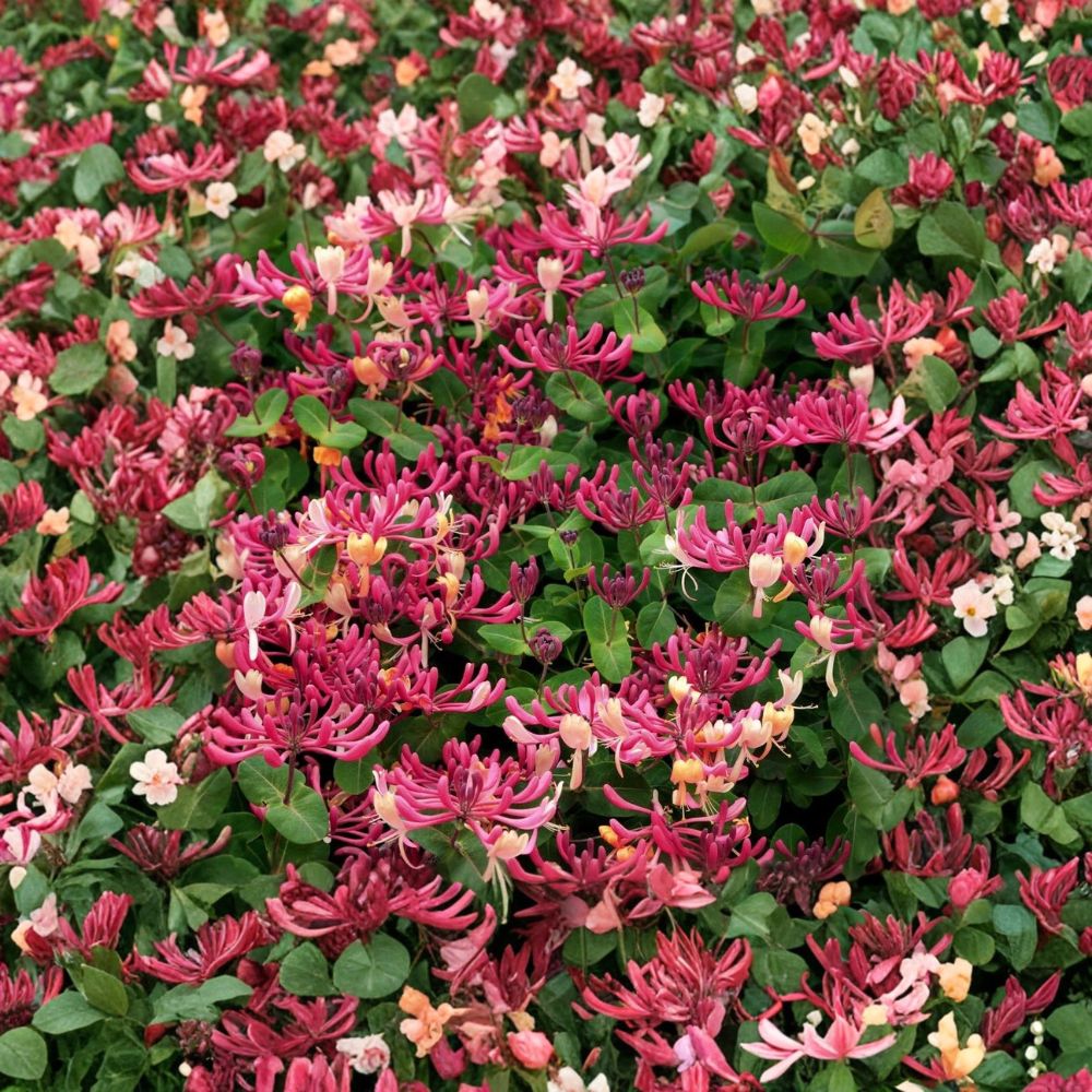 Peaches & Cream Honeysuckle Vine – Rooted Starter Plant | Lonicera periclymenum | Fragrant Climbing Vine | Hummingbird Magnet