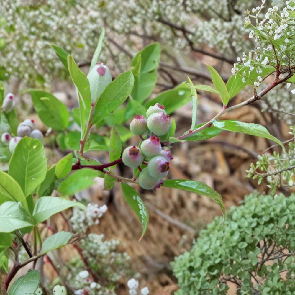 Pink Lemonade Blueberry Plant – Vaccinium ‘Pink Lemonade’ Live Rooted Starter | 4–6 Inches Tall | Sweet Pink Berry Bush | Rare Fruit Plant