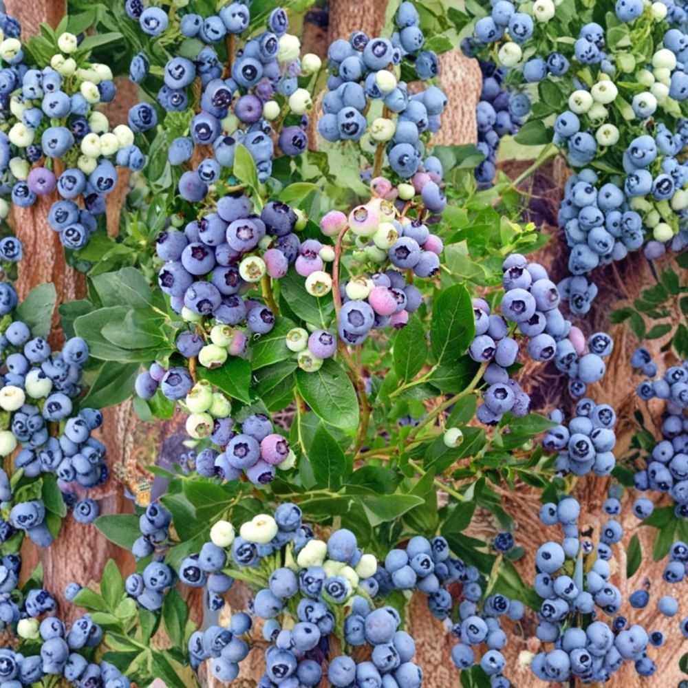 Chandler Blueberry Plant – Northern Highbush Live Berry Bush | Healthy Rooted Plant | Largest Blueberry Fruit | Late Season Garden Plant
