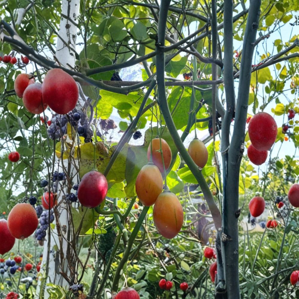 Tree Tomato Cuttings – Solanum betaceum Unrooted (6 Pack) | Mixed Colors Red Orange Yellow | Tamarillo Fruit Plant | Rare Edible Garden