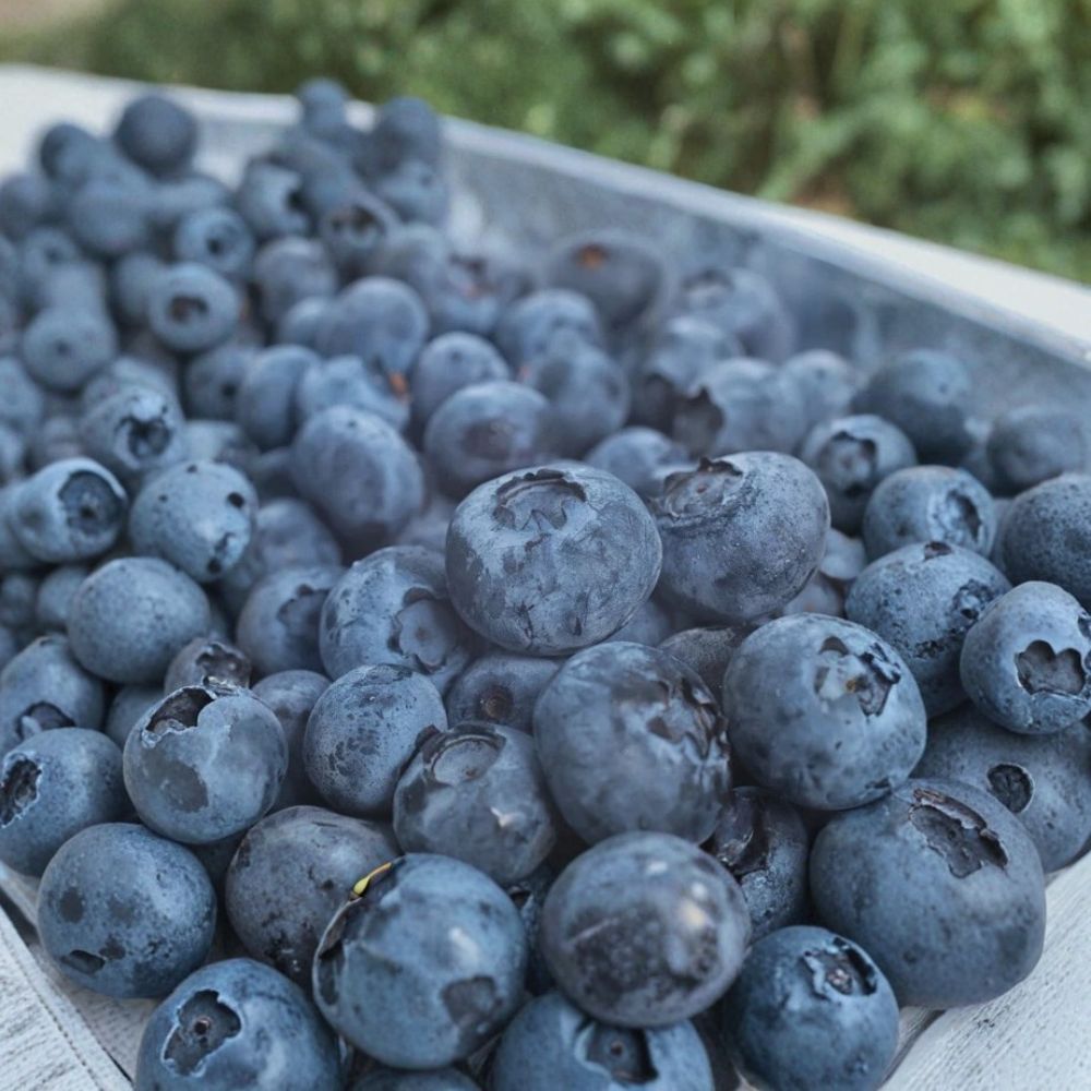 Blueberry Plants – Vaccinium corymbosum Live Plants | Choose from 29+ Varieties | Set of 3 Starter Berry Bushes | Mix & Match
