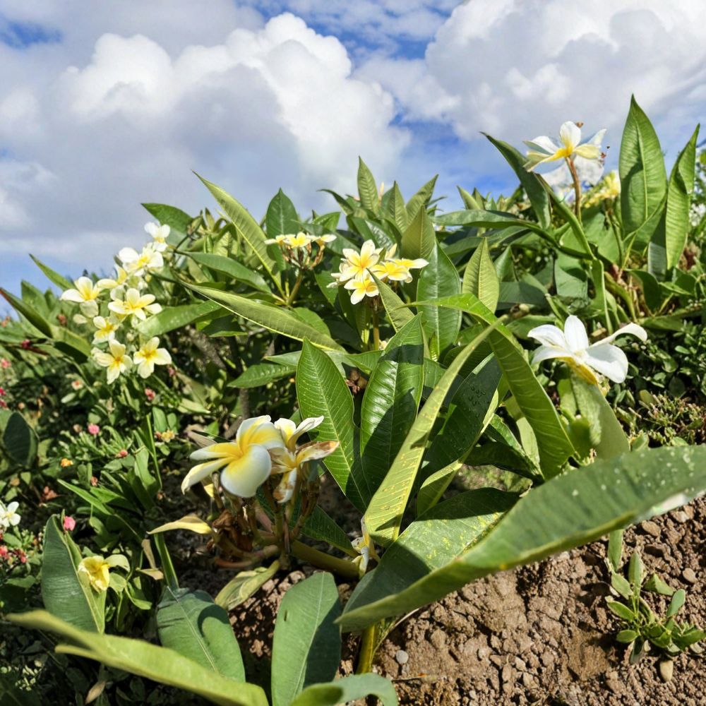 Yellow Plumeria Cutting – Frangipani Unrooted Single Head | 10 Inch Fresh Cutting | Tropical Flower Plant | Hawaiian Garden Favorite