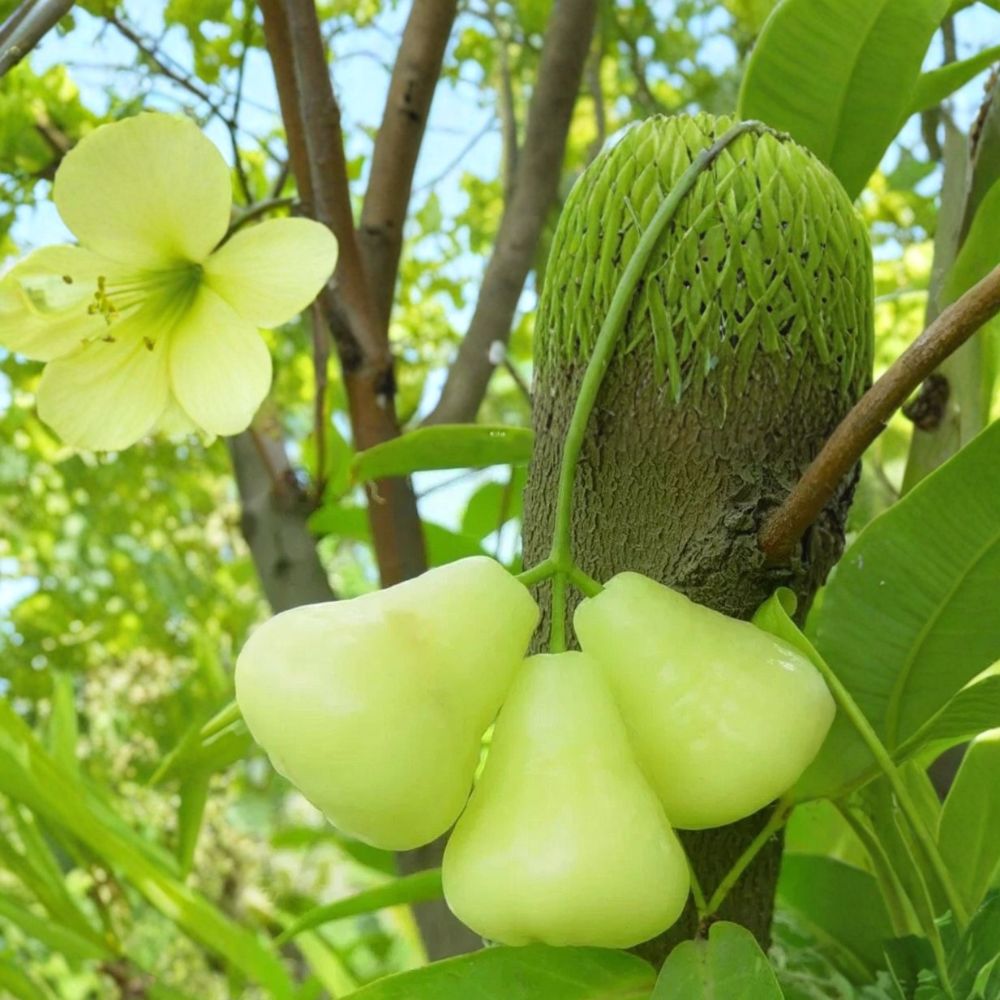 Green Wax Apple Tree – Syzygium samarangense Live Plant | 3 Feet Tall | Jambu Tropical Fruit Tree | Backyard Garden Ready