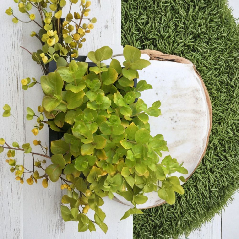 Creeping Jenny Groundcover – 6 Rooted Plugs | Lysimachia nummularia | Fast Spreading Trailing Plant | Bright Green Foliage