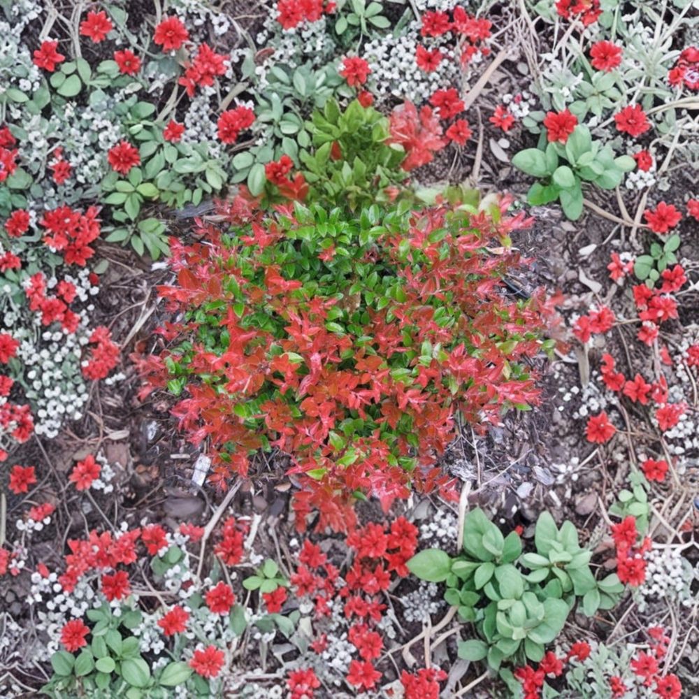 Evergreen Huckleberry – Vaccinium ovatum Live Plants | Set of 6 | 4–6 Inches Tall | Native Edible Landscaping Berry Shrub